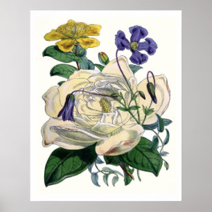 Vintage Botaniska Magnolia Poster