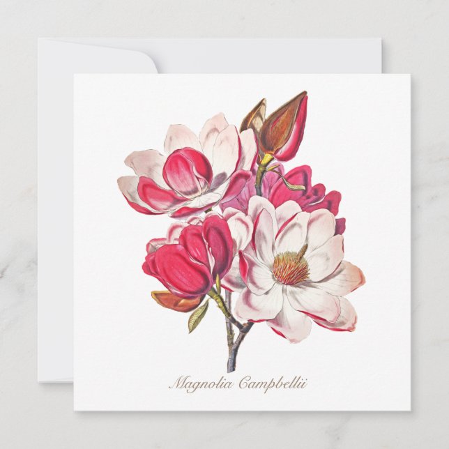 Vintage Botaniska Magnolia Rosa White Flowers (Framsida)