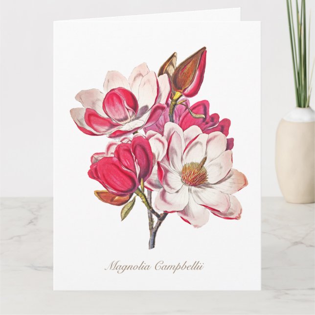 Vintage Botaniska Magnolia Rosa White Flowers Kort (Framsida)