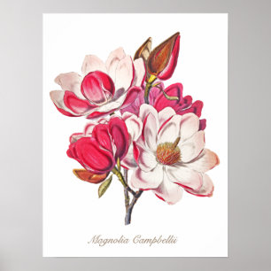 Vintage Botaniska Magnolia Rosa White Flowers Poster