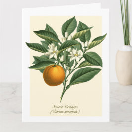 Vintage Botaniska Orangen Fruit Blommar Löv Kort