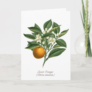 Vintage Botaniska Orangen Fruit Blommar Löv Kort