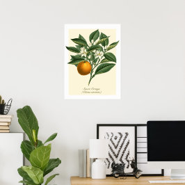 Vintage Botaniska Orangen Fruit Blommar Löv Poster