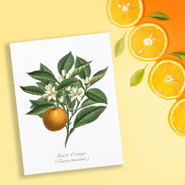 Vintage Botaniska Orangen Fruit Blommar Löv Vykort
