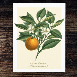 Vintage Botaniska Orangen Fruit Blommar Löv Vykort