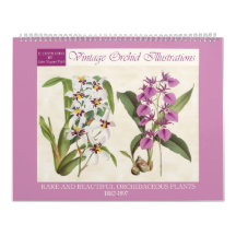 Vintage Botaniska Orkidéillustrationer 2027