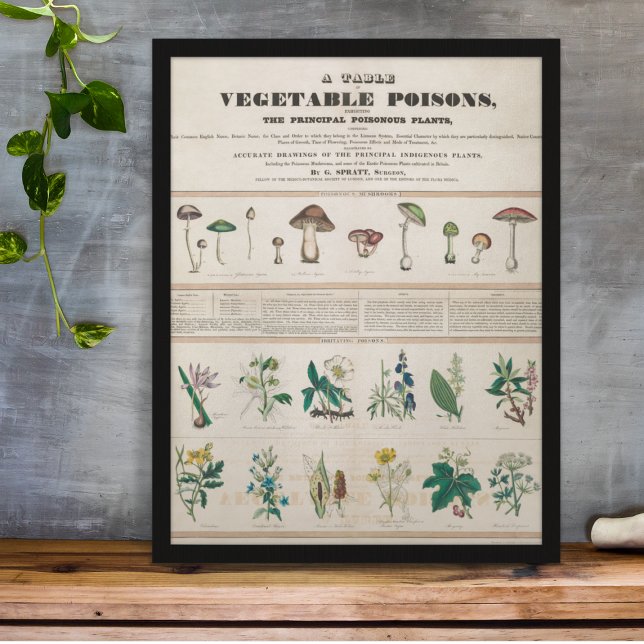 Vintage Botaniska Poisonous Plants Education Poster (Skapare uppladdad)
