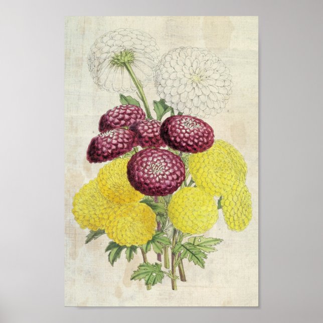 Vintage Botaniska Pompon Chrysanthemums Poster (Framsidan)