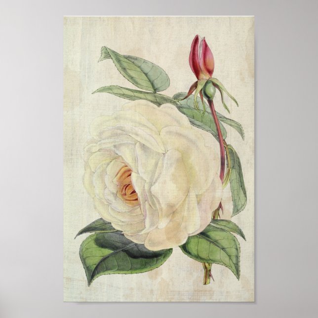 Vintage Botaniska presidentens Ro Poster (Framsidan)