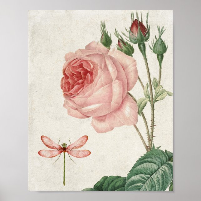 Vintage Botaniska Rosa ros och Dragonfly Poster (Framsidan)