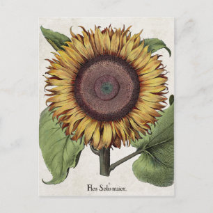 Vintage Botaniska solrosor Vykort