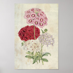 Vintage Botaniska sorter av Verbenas Poster