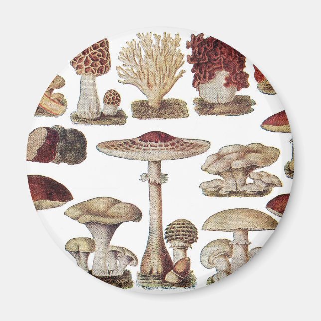 Vintage Botaniska svampar Magnet (Framsidan)