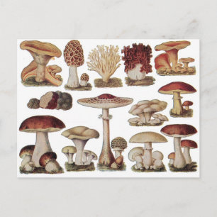 Vintage Botaniska svampar Vykort