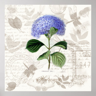 Vintage botaniska teckningar Heirloom Hydrangea Poster