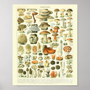 Vintage Botaniska utskrifter av svampvetenskap Pos Poster
