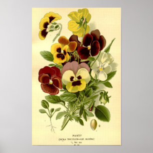 Vintage Botaniska Vibrant Viola Tricolor Pansies Poster