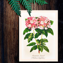 Vintage Botaniskt bergsLaurel Flower