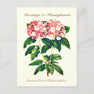 Vintage Botaniskt bergsLaurel Flower Vykort