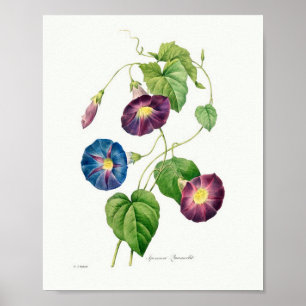 Vintage Botaniskt bildspel från morgon Glory Poster