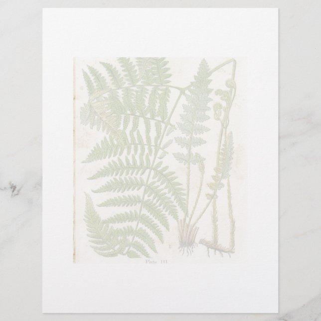 Vintage Botaniskt blad - Fern (Framsida)