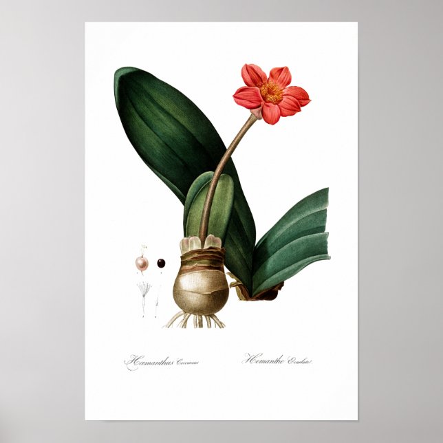 VINTAGE BOTANISKT BLODFÖRTECKNING POSTER (Framsidan)