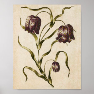 Vintage Botaniskt Blommigt Futillaria Skriv ut Poster