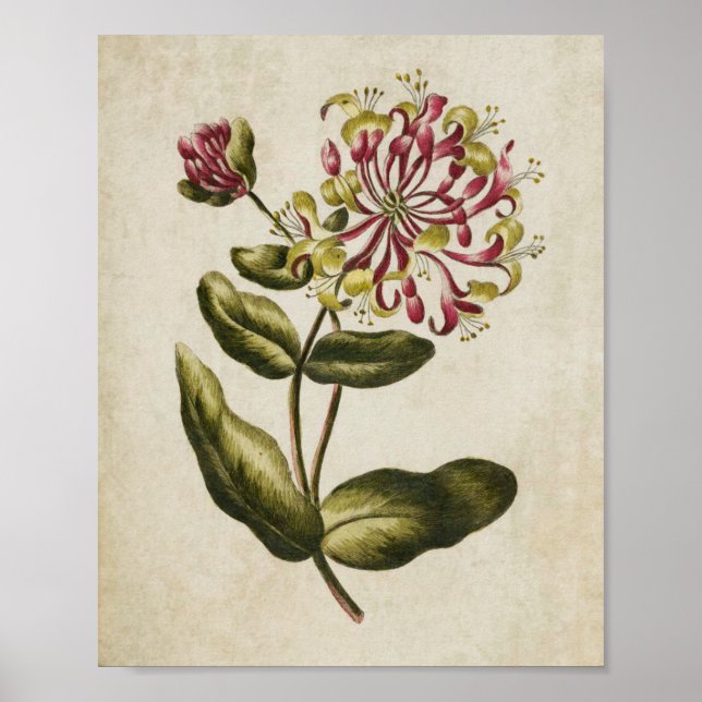 Vintage Botaniskt Blommigt Honeysuckle-utskrift Poster (Framsidan)