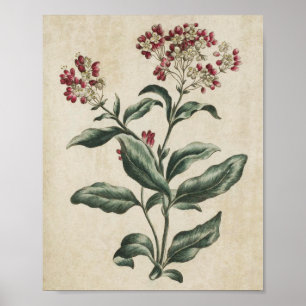 Vintage Botaniskt Blommigt Laurestina Print Poster