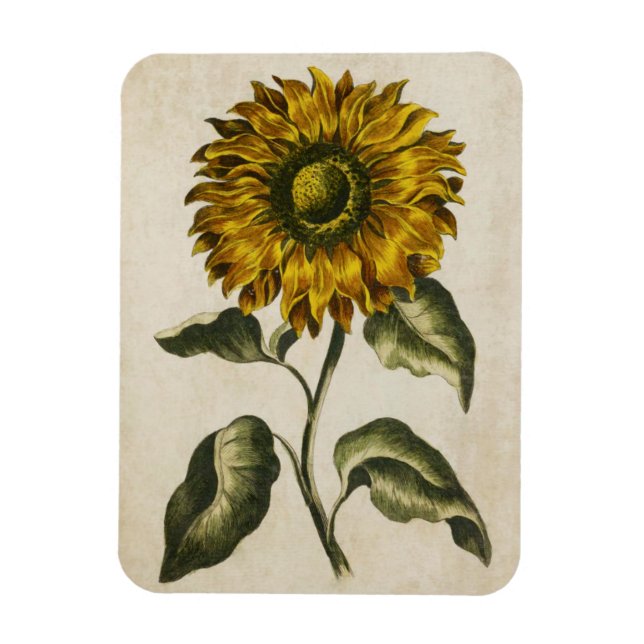 Vintage Botaniskt Blommigt Solrossolrosmusnet Magnet (Vertikal)