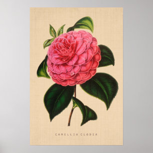 Vintage Botaniskt - Camellia Clodia Poster