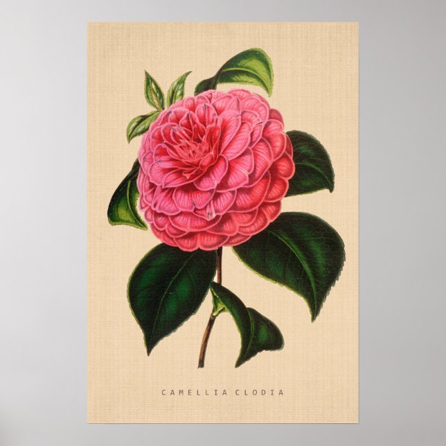 Vintage Botaniskt - Camellia Clodia Poster (Framsidan)