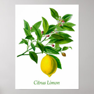 Vintage botaniskt citronillustration poster