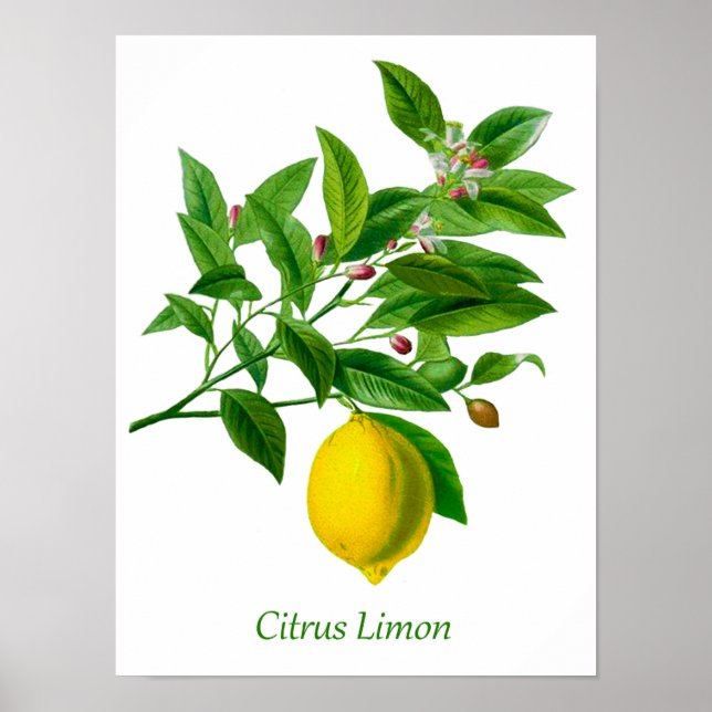 Vintage botaniskt citronillustration poster (Framsidan)
