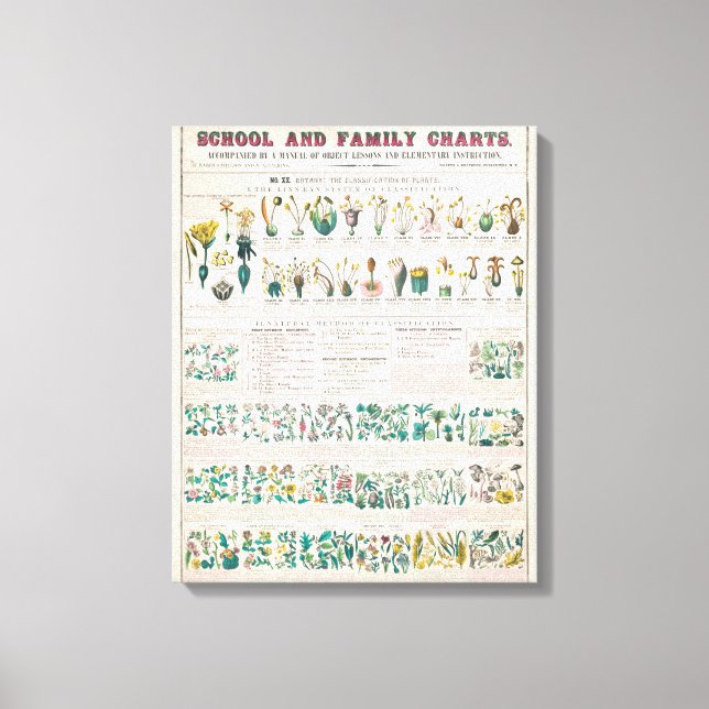 Vintage Botaniskt diagram: klassificering av växte Canvastryck (Framsida)