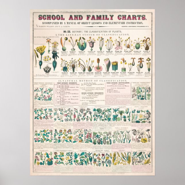 Vintage Botaniskt diagram: klassificering av växte Poster (Framsidan)