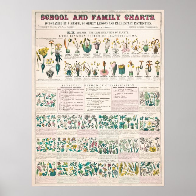 Vintage Botaniskt diagram Poster (Framsidan)