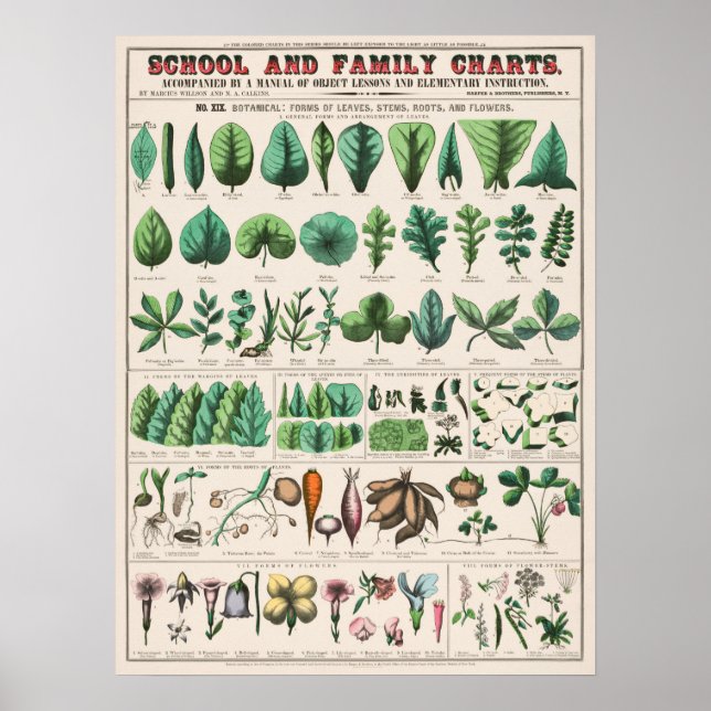 Vintage Botaniskt diagram Poster (Framsidan)