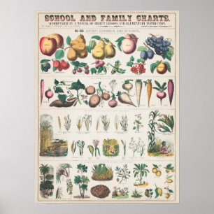 Vintage Botaniskt diagram Poster