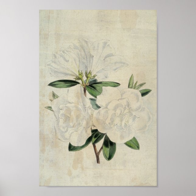 Vintage Botaniskt Flagga av Truce Azalea Poster (Framsidan)