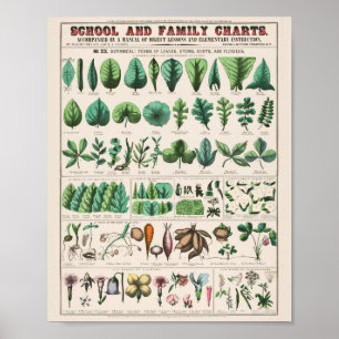 Vintage Botaniskt: formulär Poster