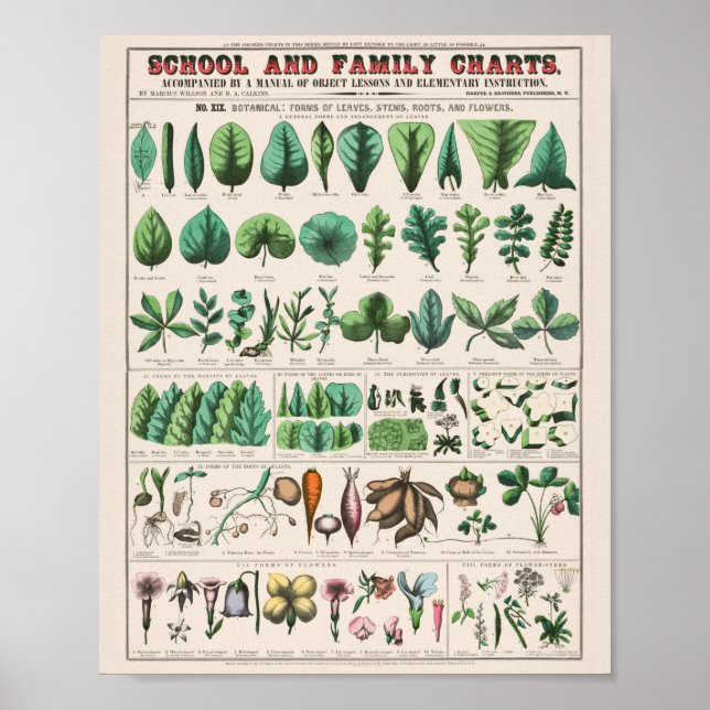 Vintage Botaniskt: formulär Poster (Framsidan)
