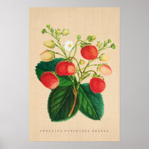 Vintage Botaniskt - Fraisier Perpetual Ananas Poster