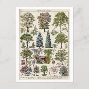 Vintage Botaniskt illustration av Träd Vykort