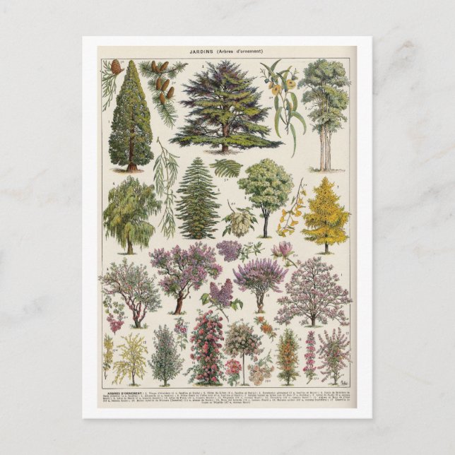 Vintage Botaniskt illustration av Träd Vykort (Framsida)