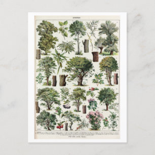 Vintage Botaniskt illustration av Träd Vykort