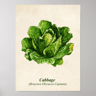 Vintage Botaniskt Illustration, kål Poster