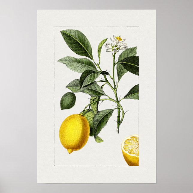 Vintage Botaniskt illustration Poster (Framsidan)