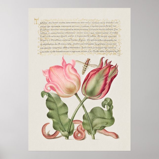 Vintage Botaniskt illustration Poster (Framsidan)