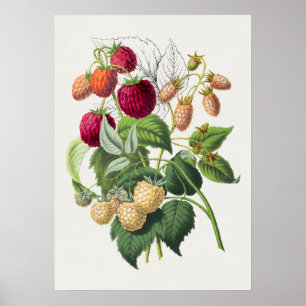 Vintage Botaniskt illustration Poster